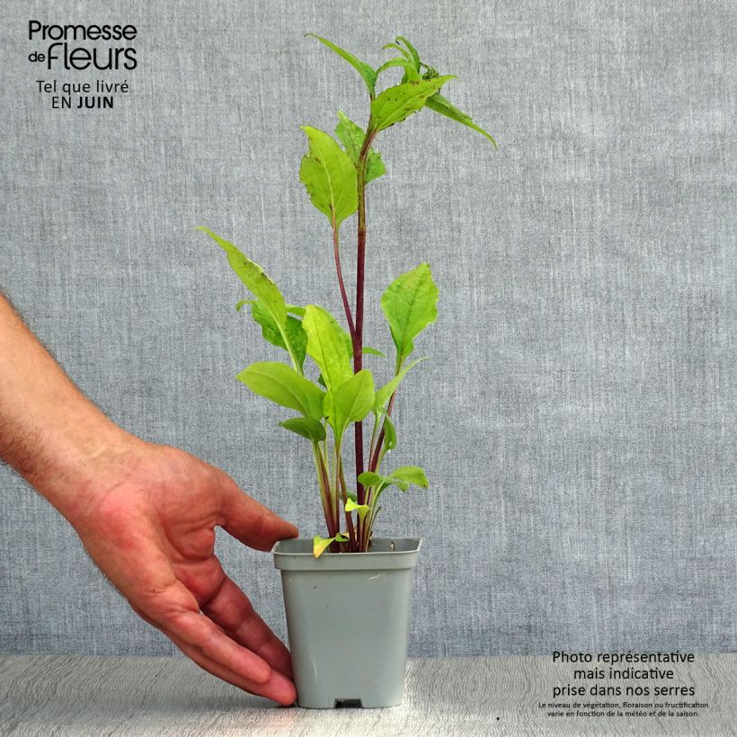 Echinacea purpurea Magnus - Purple Coneflower 8/9 cm pot sample as delivered in summer