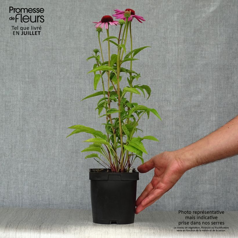 Echinacea purpurea Magnus - Purple Coneflower 2L/3L pot sample as delivered in summer