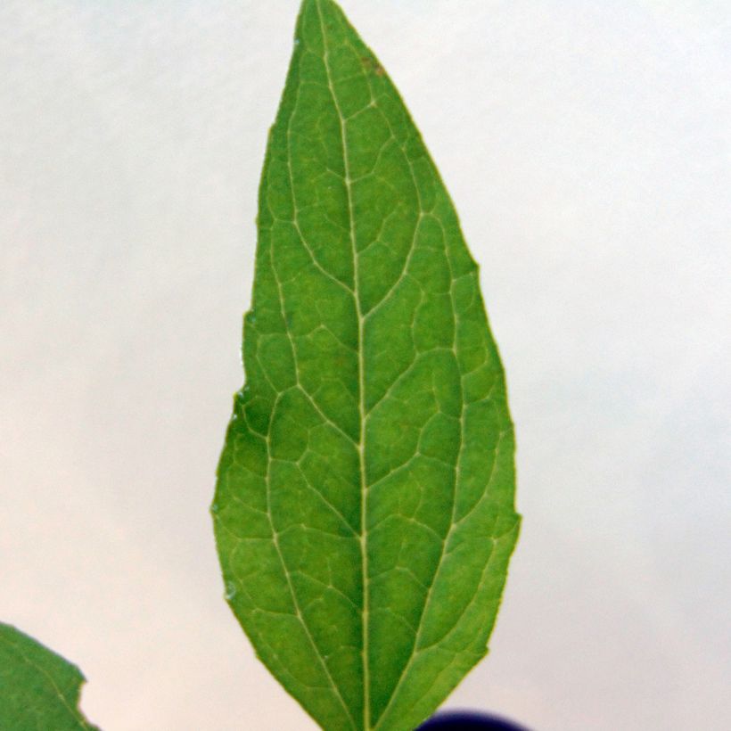 Echinacea purpurea Meringue - Purple Coneflower (Foliage)