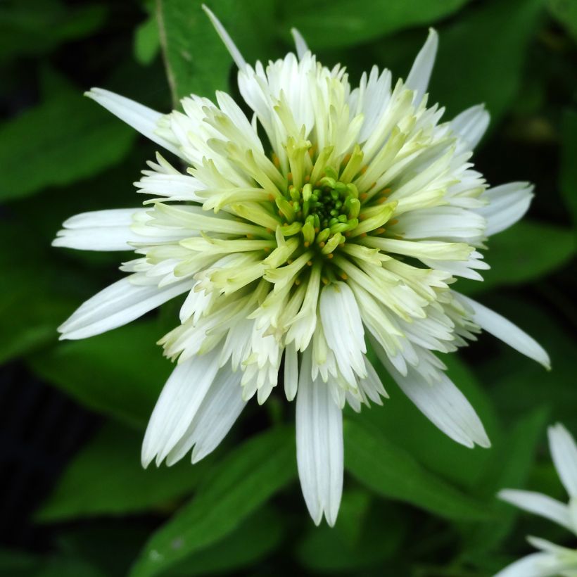 Echinacea purpurea Meringue - Purple Coneflower (Flowering)