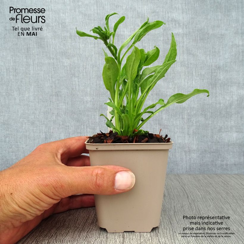 Echinacea purpurea Meringue - Purple Coneflower 8/9 cm pot sample as delivered in spring