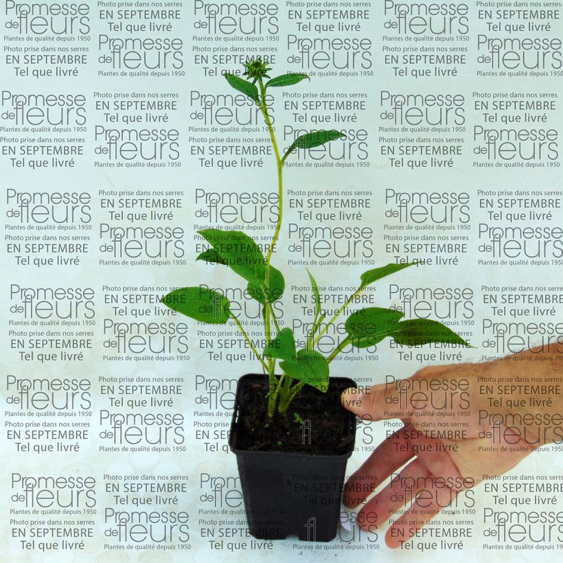 Example of Echinacea Mozzarella - Purple Coneflower 8/9 cm pot specimen as delivered