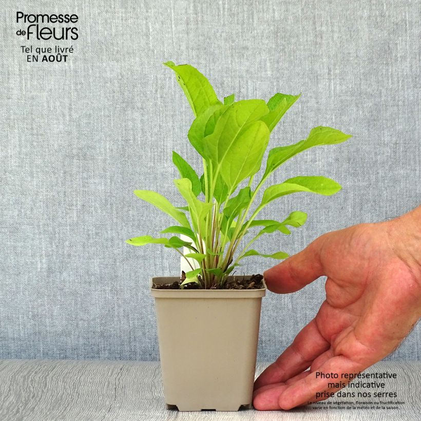 Echinacea purpurea Pink Double Delight - Purple Coneflower 8/9 cm pot sample as delivered in summer