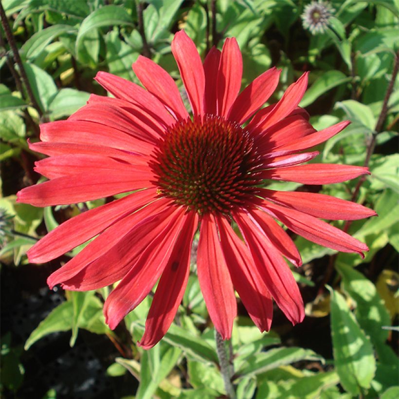 Echinacea Solar Flare - Purple Coneflower (Flowering)