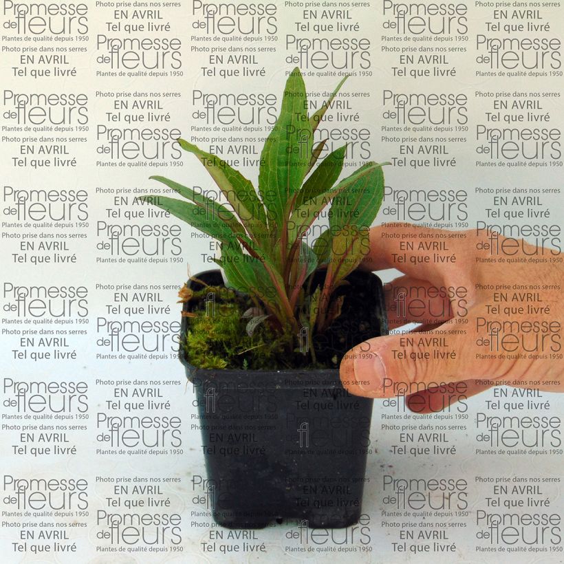 Example of Echinacea Solar Flare - Purple Coneflower 8/9 cm pot specimen as delivered