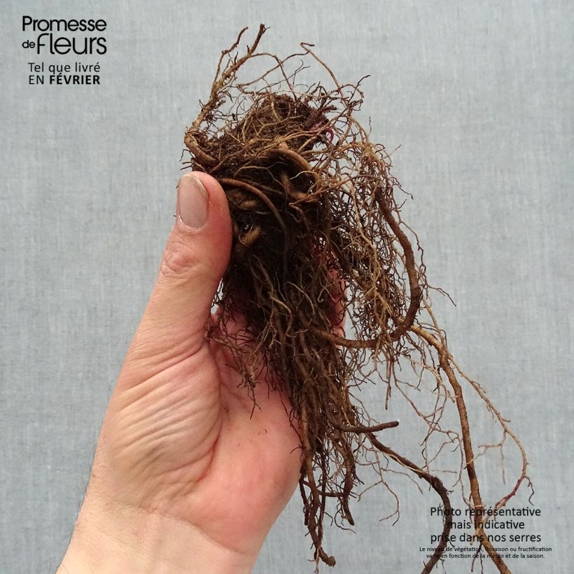 Echinacea Strawberry and Cream - Purple Coneflower Bare root sample as delivered in winter