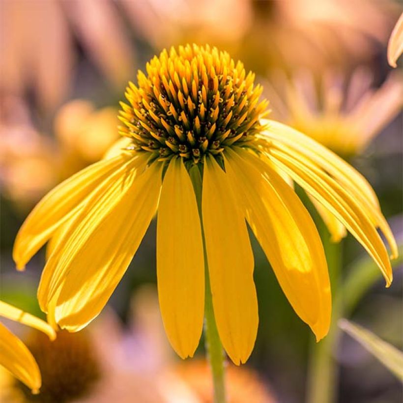 Echinacea Summer Breeze - Purple Coneflower (Flowering)