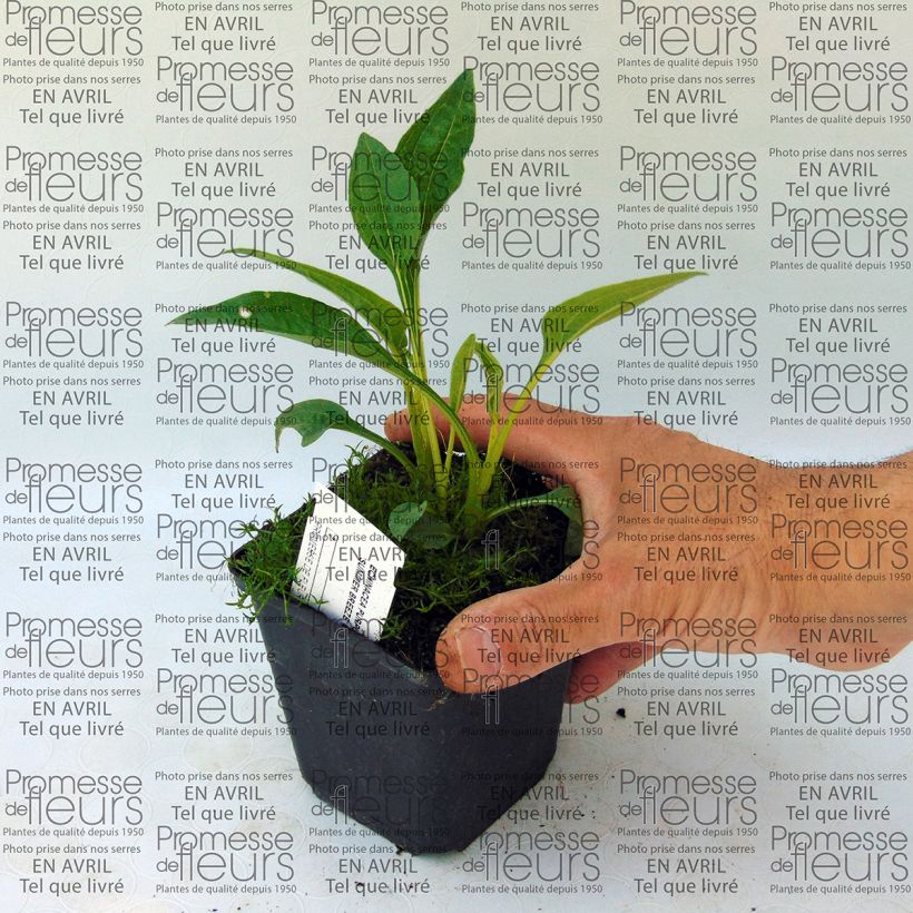 Example of Echinacea Summer Breeze - Purple Coneflower 8/9 cm pot specimen as delivered