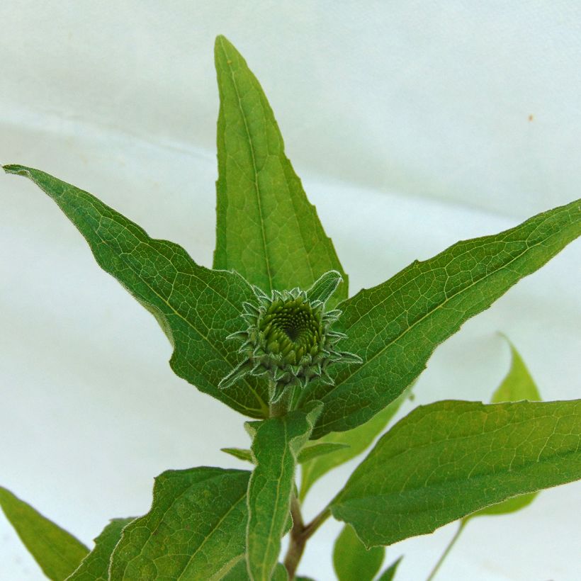 Echinacea Summer Cocktail - Purple Coneflower (Foliage)