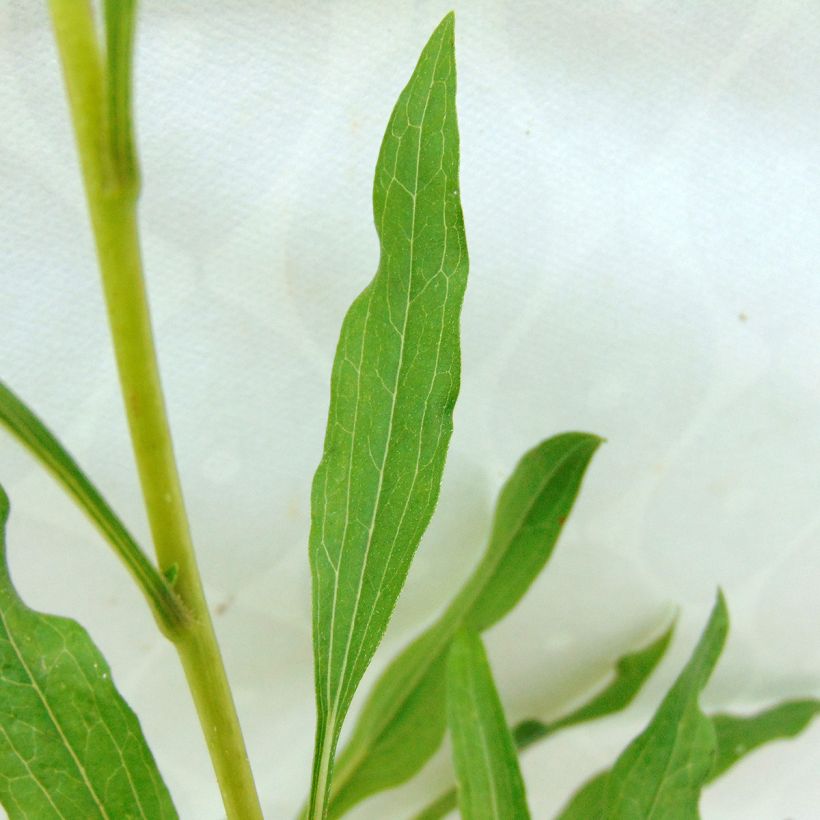 Echinacea purpurea Summer Salsa - Purple Coneflower (Foliage)