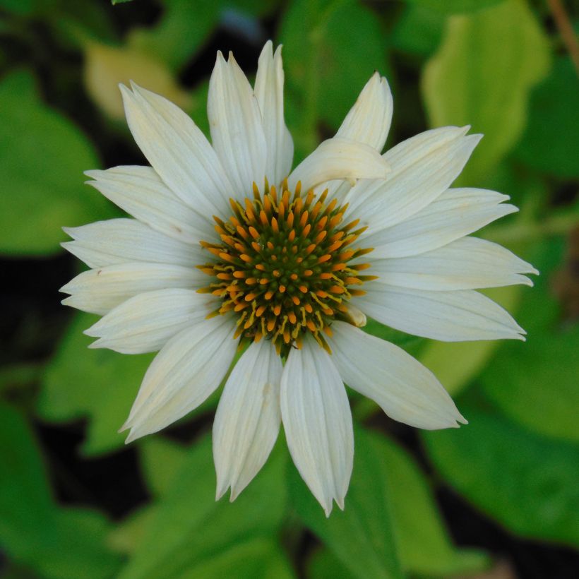 Echinacea purpurea Sunrise - Purple Coneflower (Flowering)