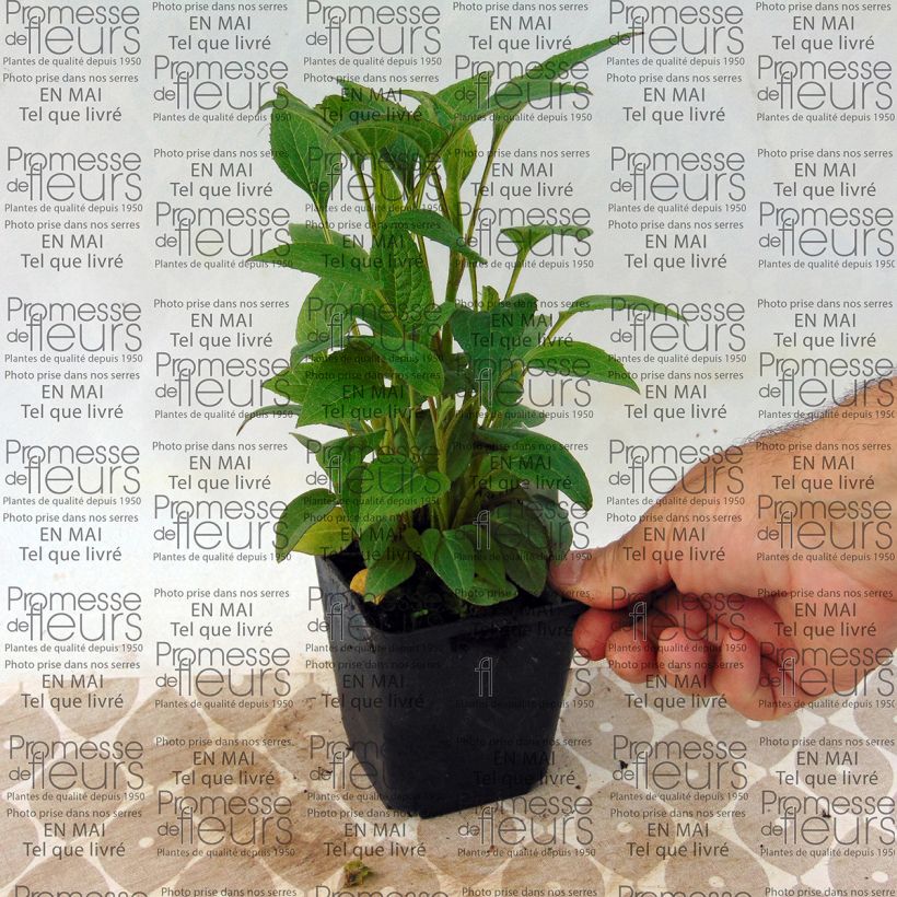 Example of Echinacea purpurea The King - Purple Coneflower 8/9 cm pot specimen as delivered