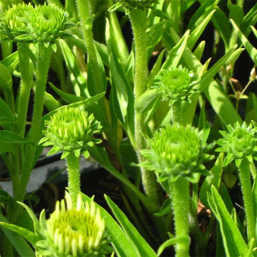 Echinacea Meditation white - Purple Coneflower (Foliage)