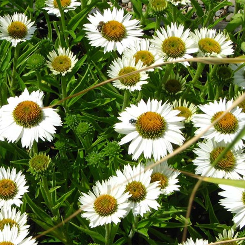 Echinacea Meditation white - Purple Coneflower (Flowering)