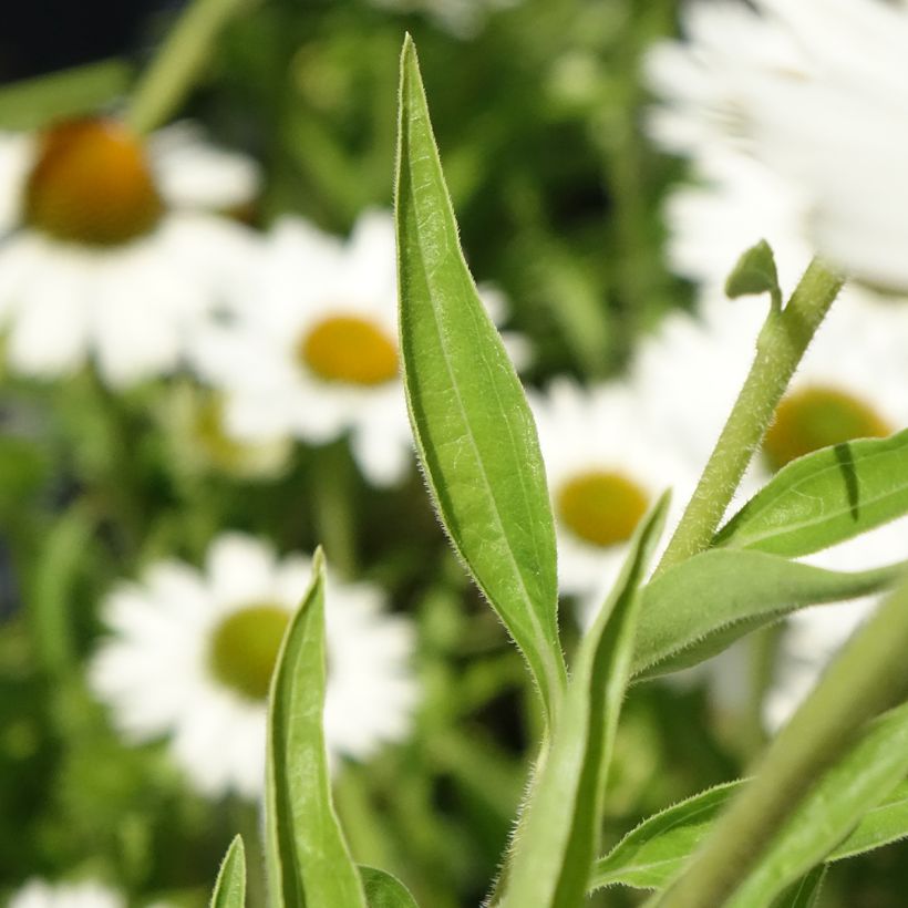 Echinacea Meditation white - Purple Coneflower (Foliage)