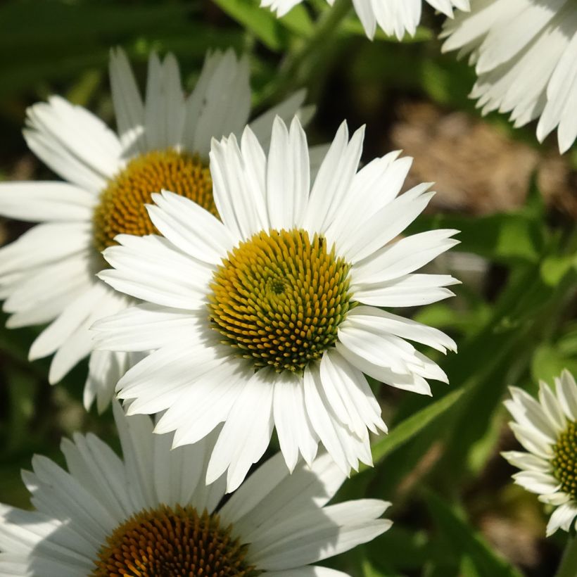 Echinacea Meditation white - Purple Coneflower (Flowering)