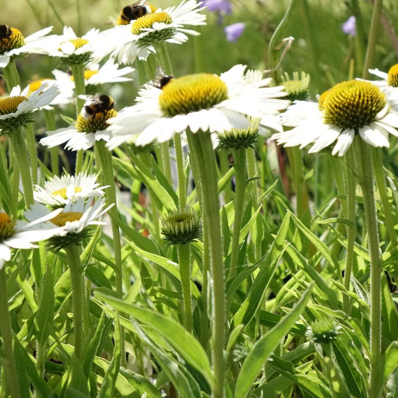Echinacea Meditation white - Purple Coneflower (Plant habit)