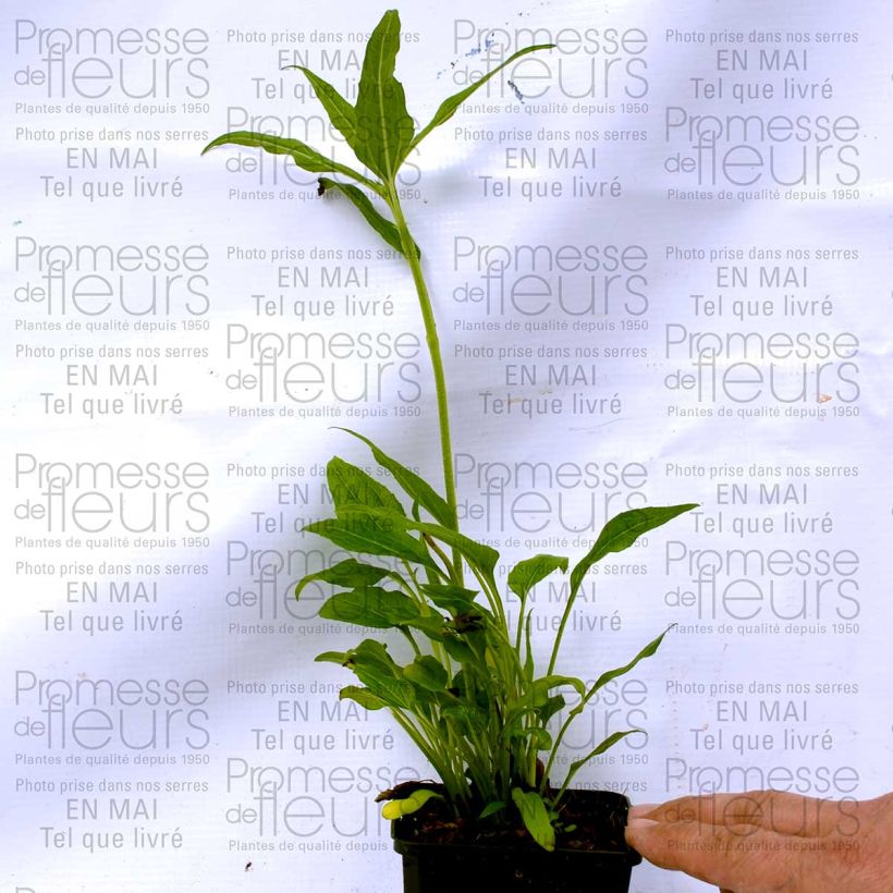 Example of Echinacea purpurea Coconut Lime - Purple Coneflower 8/9 cm pot specimen as delivered