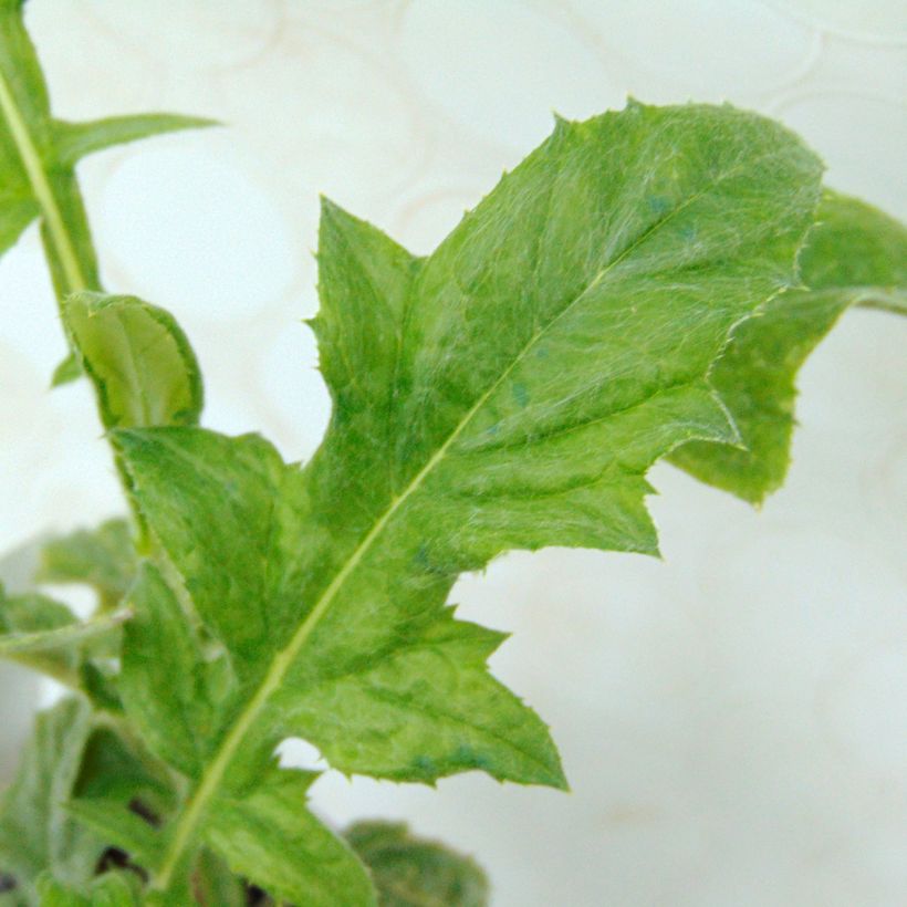 Echinops bannaticus Blue Globe (Foliage)