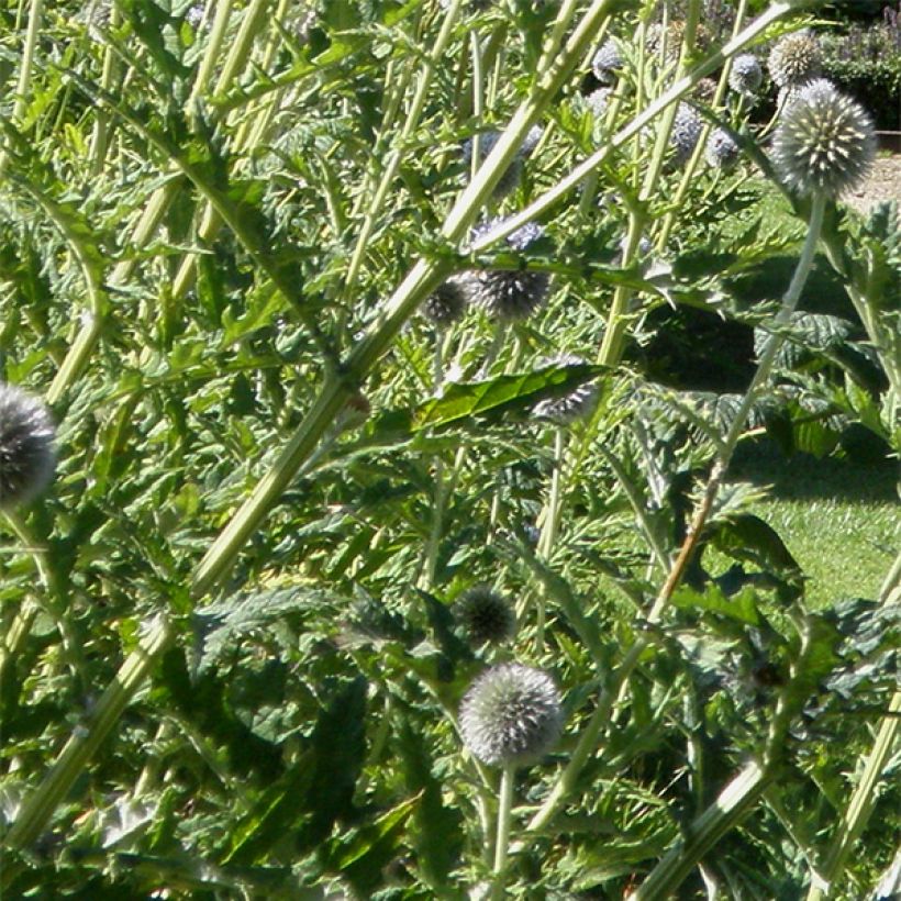 Echinops bannaticus Star Frost (Foliage)