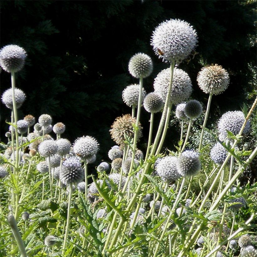 Echinops bannaticus Star Frost (Flowering)