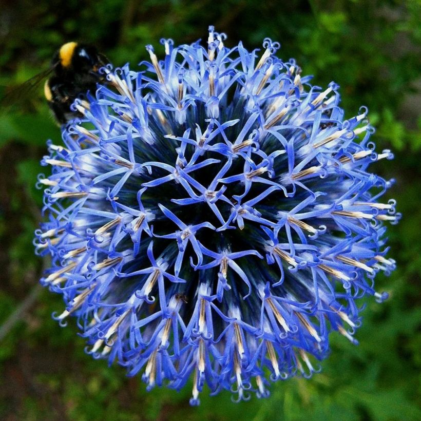 Echinops bannaticus Taplow Blue (Flowering)