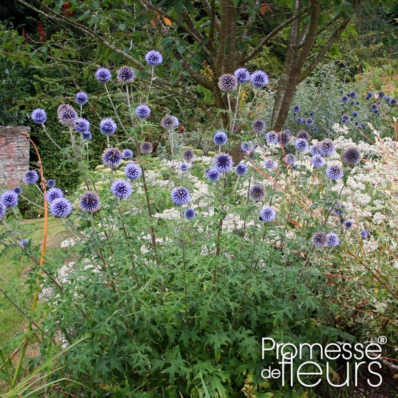 Echinops bannaticus Taplow Blue (Plant habit)