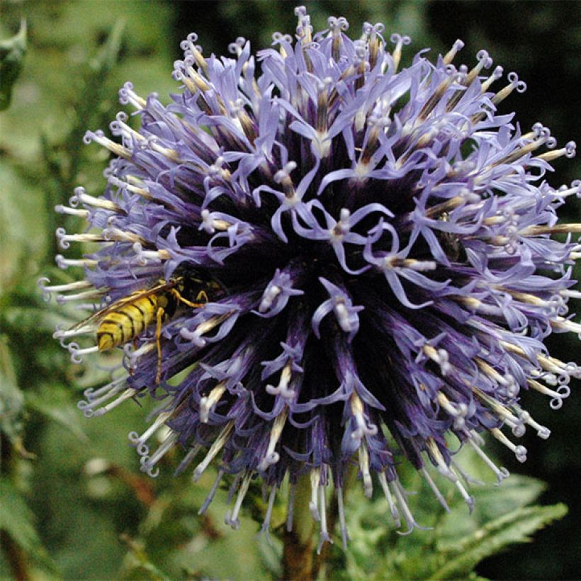 Echinops bannaticus Blue Globe (Flowering)