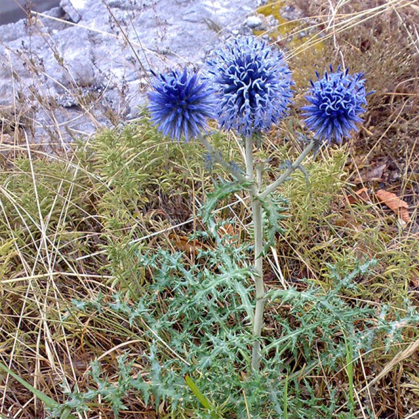 Echinops bannaticus Blue Globe (Plant habit)