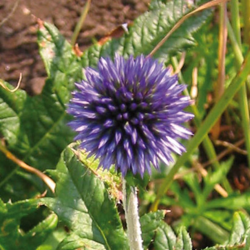 Echinops ritro (Flowering)