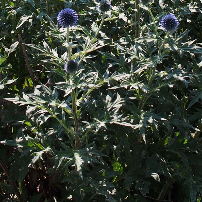 Echinops ritro Veitch’s Blue (Foliage)