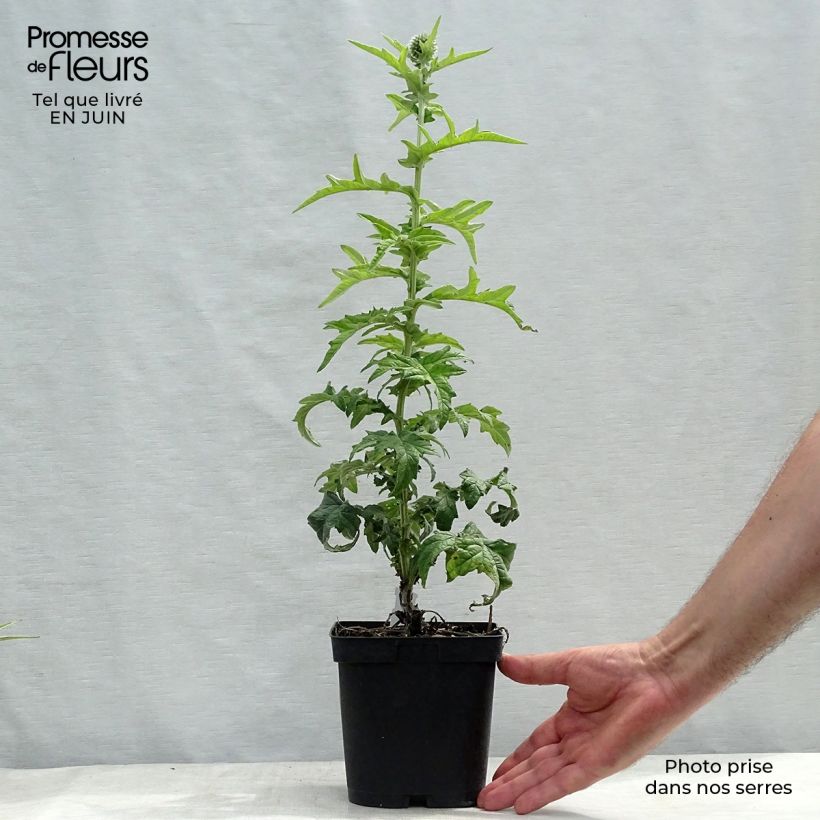 Echinops ritro Veitch’s Blue 2L/3L pot sample as delivered in summer