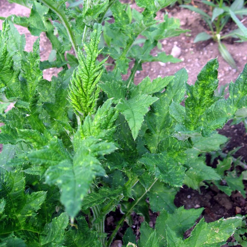 Echinops sphaerocephalus (Foliage)