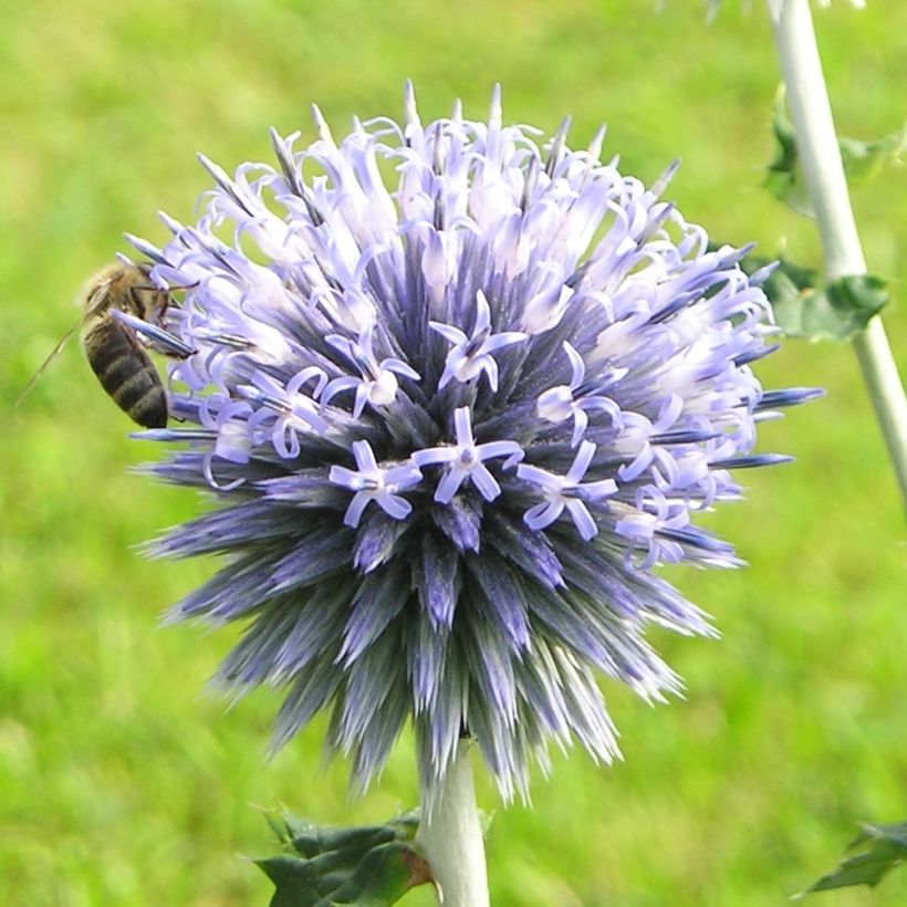 Echinops sphaerocephalus (Flowering)