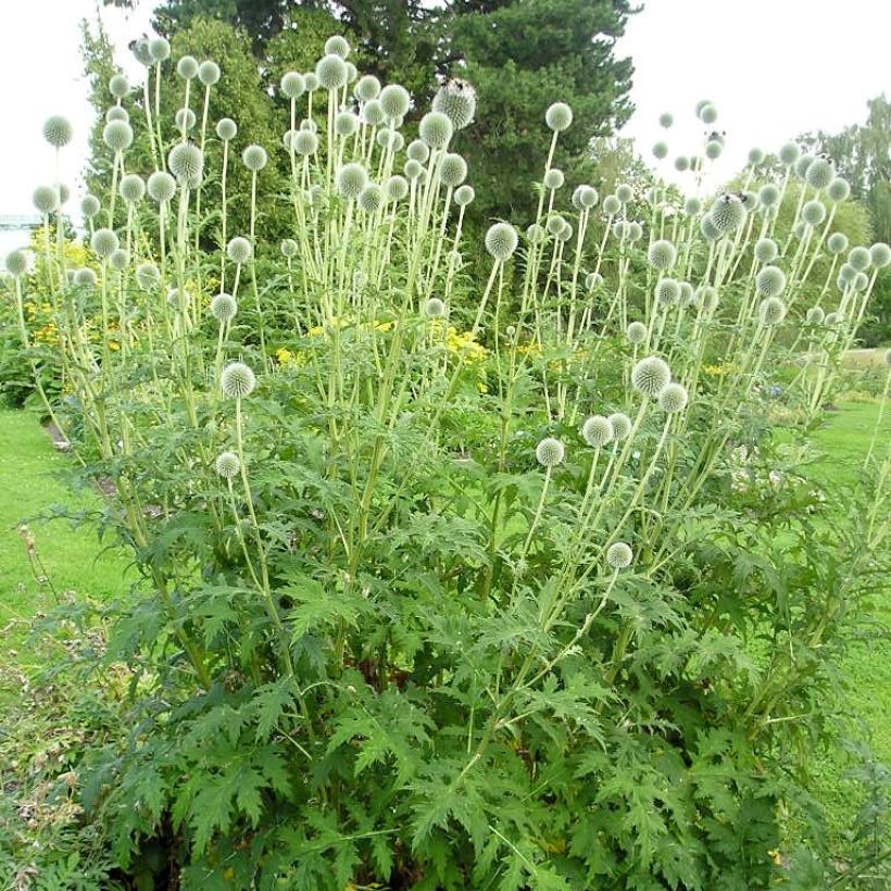 Echinops sphaerocephalus (Plant habit)