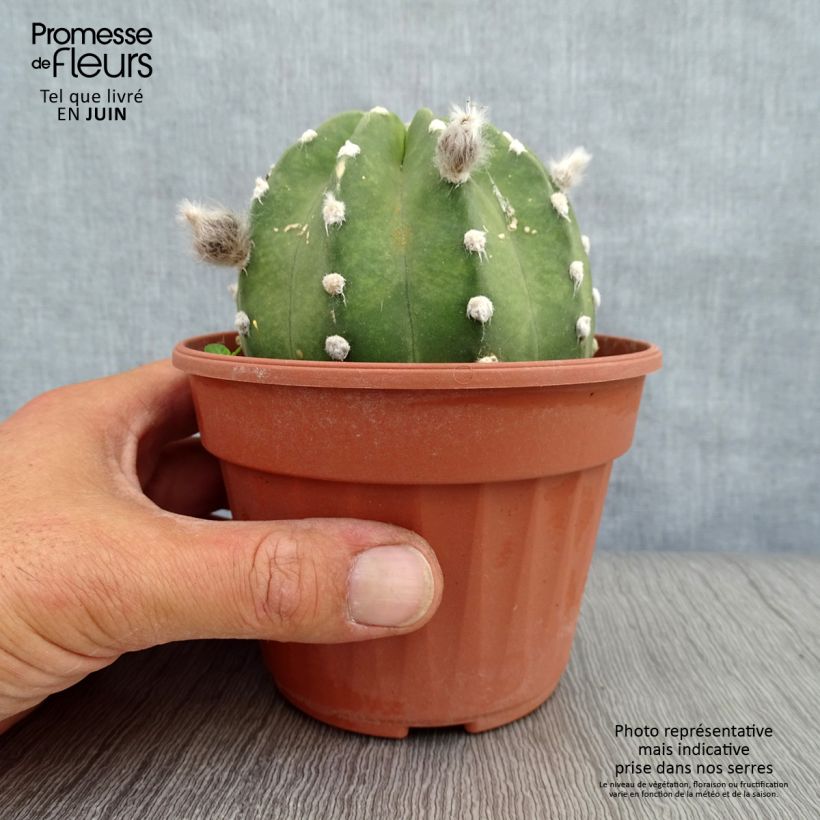 Echinopsis subdenudata 12cm pot sample as delivered in summer