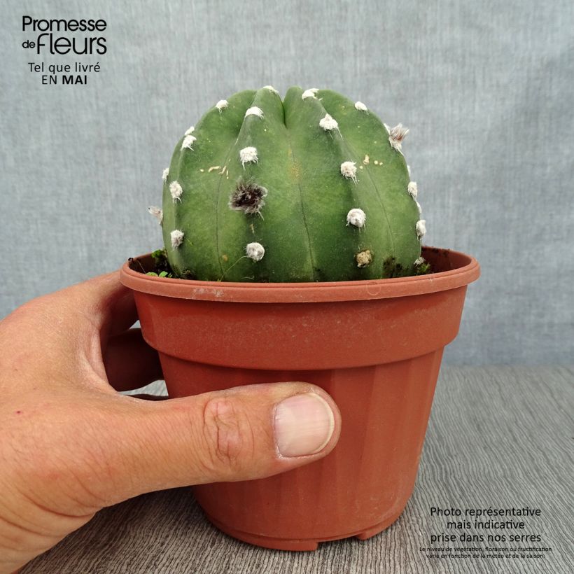 Echinopsis subdenudata sample as delivered in spring