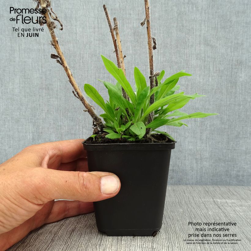 Echium amoenum Red Feathers 8/9 cm pot sample as delivered in summer
