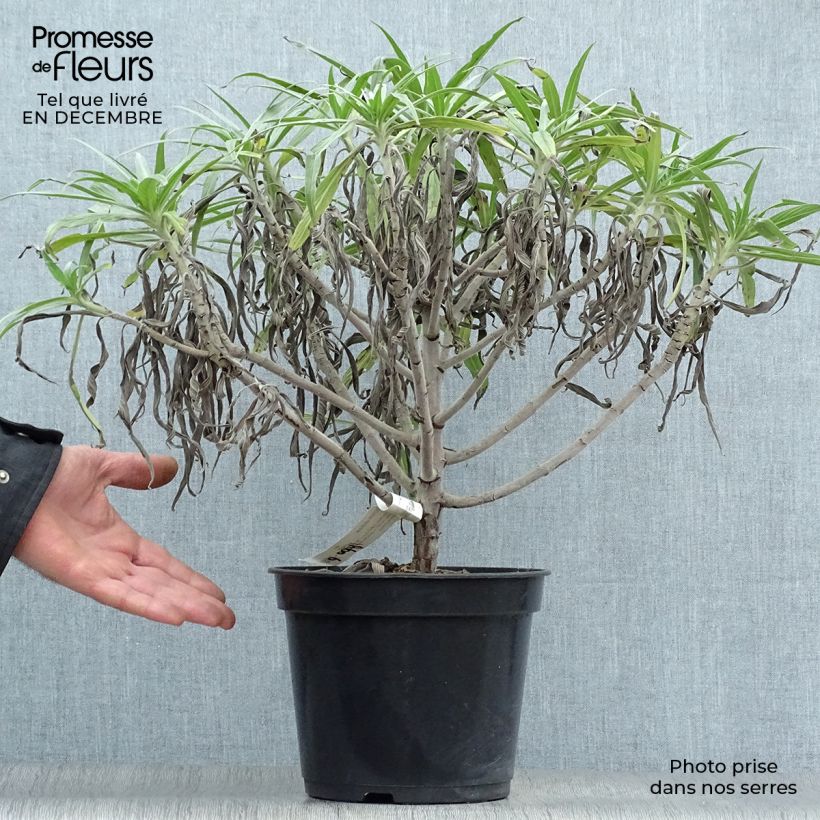 Echium candicans 7.5L/10L pot sample as delivered in winter