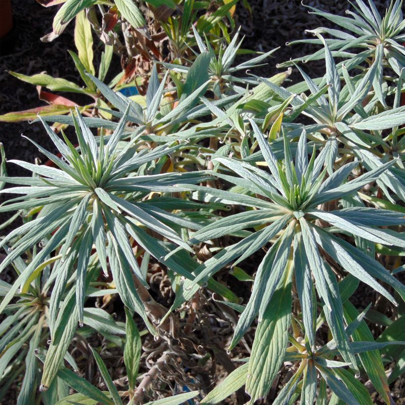 Echium candicans (Foliage)