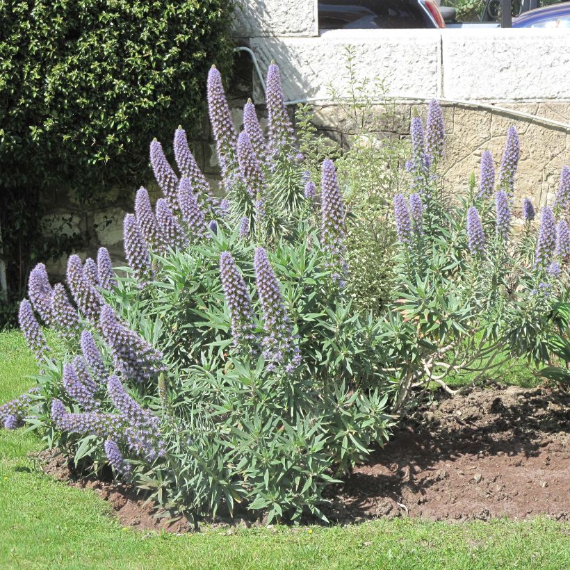 Echium candicans (Flowering)