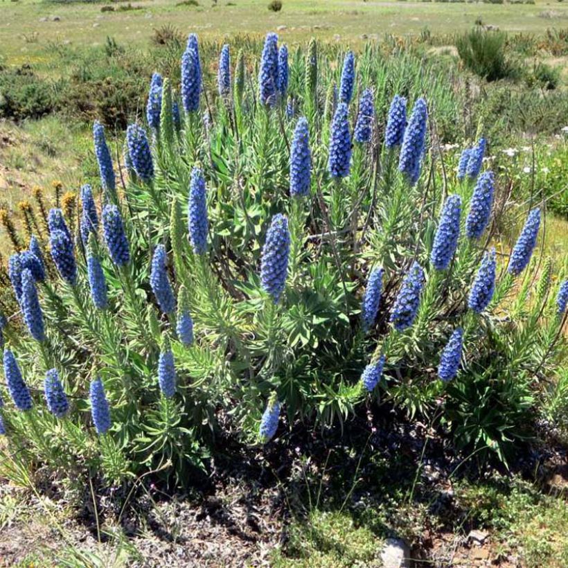 Echium candicans (Plant habit)