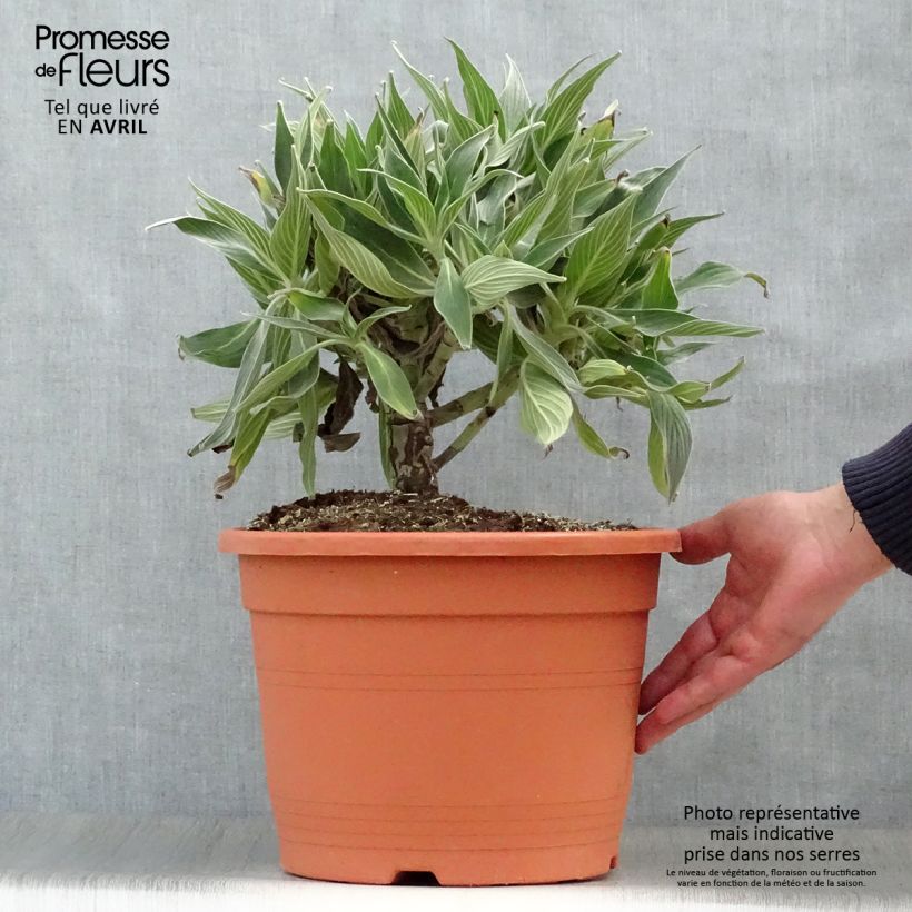 Echium candicans 7.5L/10L pot sample as delivered in spring