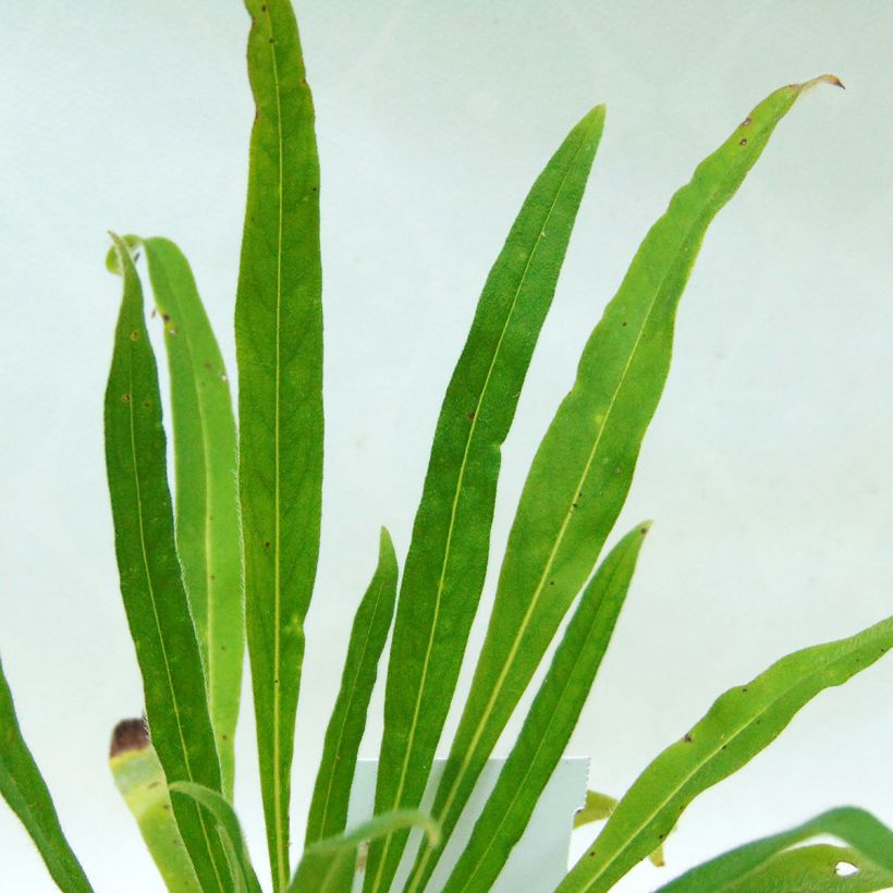 Echium russicum (Foliage)