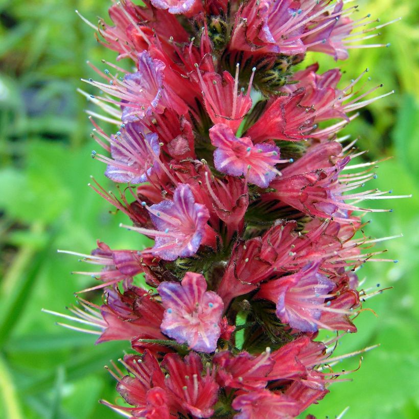 Echium russicum (Flowering)