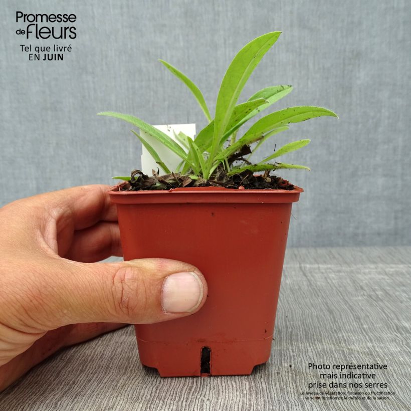 Echium russicum 8/9 cm pot sample as delivered in summer