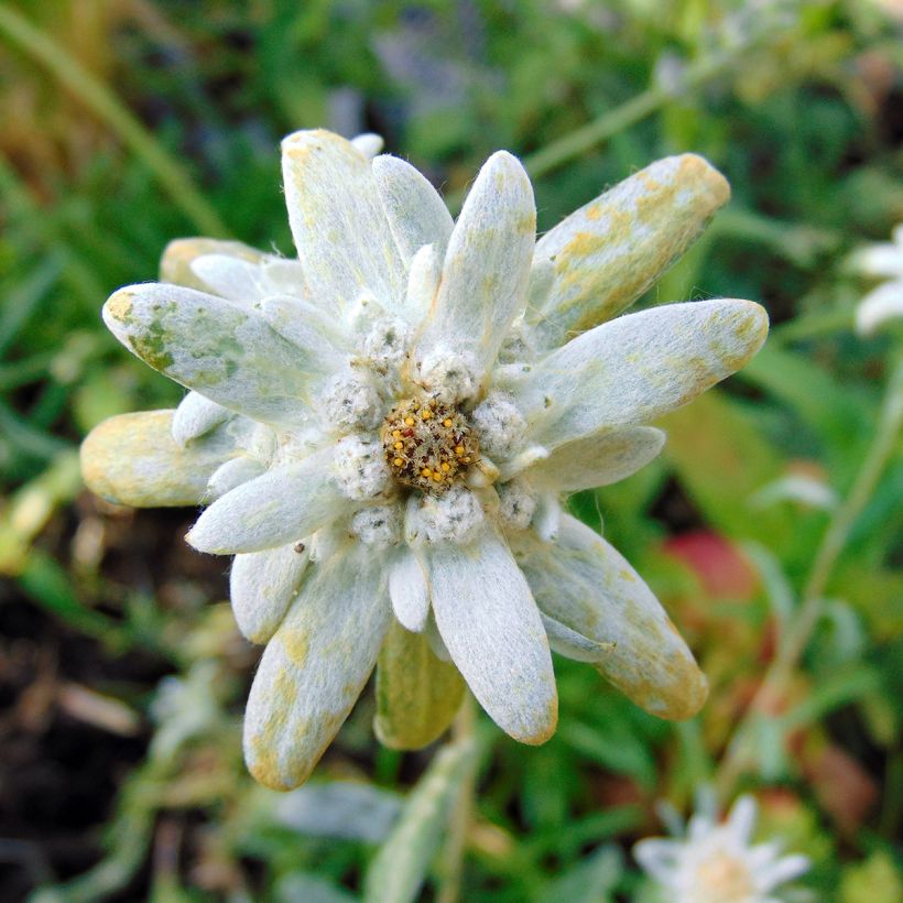Leontopodium alpinum  (Flowering)