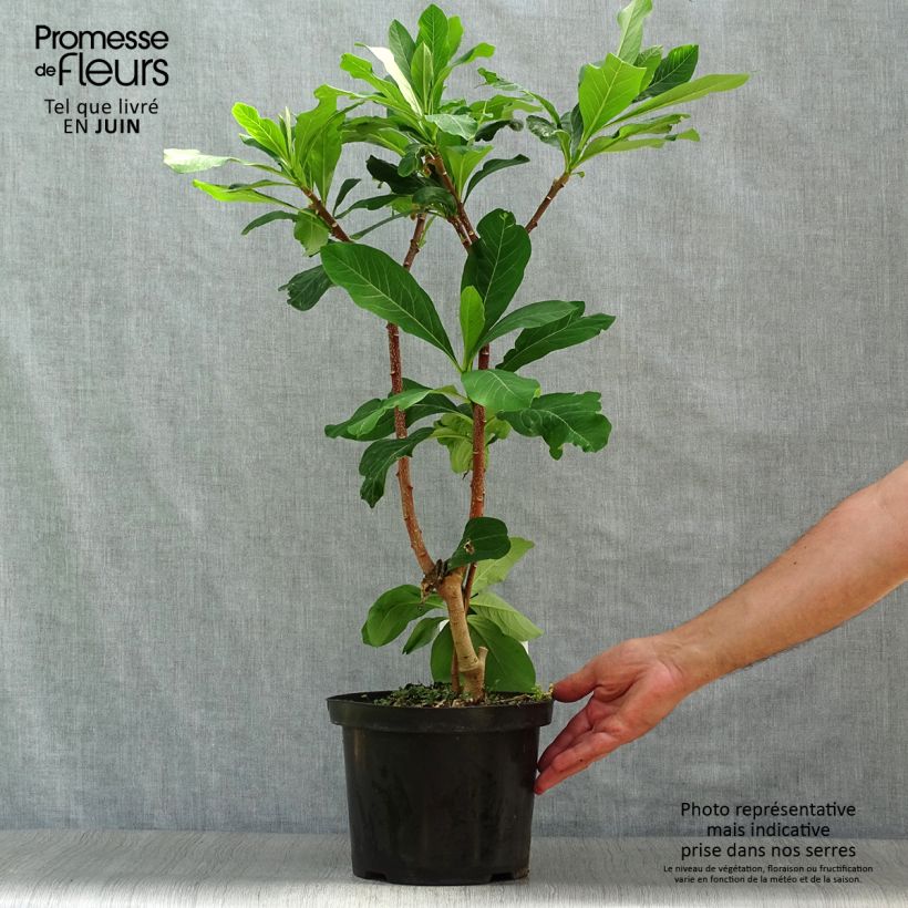 Edgeworthia chrysantha Grandiflora 4L/5L pot sample as delivered in summer