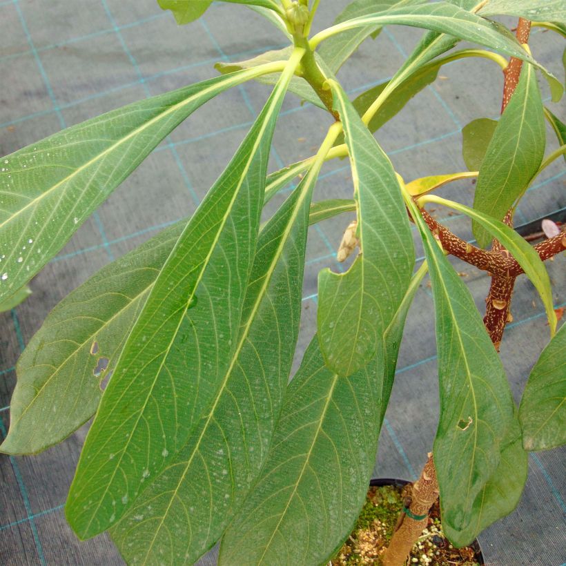 Edgeworthia chrysantha Grandiflora - Paperbush (Foliage)