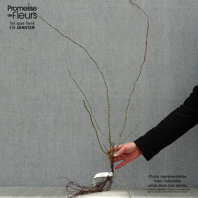 Rosa canina  Bare rootShipped height around 20/30cm sample as delivered in winter
